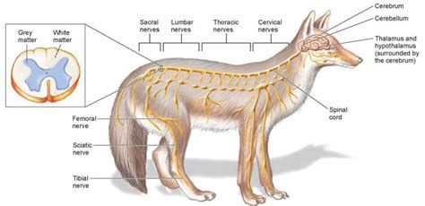 fox nervous system diagram 
